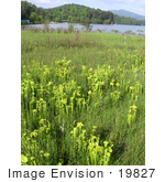 #19827 Photo Of Green Pitcher Plants Growing In A Bog