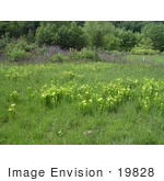 #19828 Photo Of Green Pitcher Plants (Sarracenia Oreophila) In A Bog