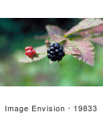 #19833 Photo Of Two Blackberries (Rubus X Paracaulis Bailey) On The Plant