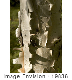 #19836 Photo Of The Bark Of A Birch Tree Peeling Off To Show New Bark