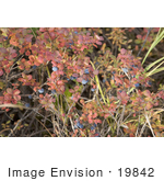 #19842 Photo Of Blueberries Growing On A Shrub With Autumn Foliage