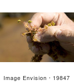 #19847 Photo Of A Man Holding Carnivorous Sundew Plants