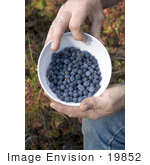 #19852 Photo Of A Man’S Hands Holding A Bowl Of Blueberries