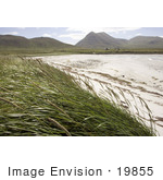 #19855 Photo Of Tall Grasses On The Coast At Simeonof Island Alaska