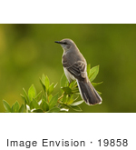 #19858 Photo Of A Northern Mockingbird (Mimus Polyglottos) Perched On A Mangrove Tree