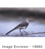 #19860 Photo Of A Northern Mockingbird Perched On A Wire