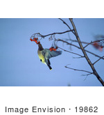 #19862 Photo Of A Cedar Waxwing (Bombycilla Cedrorum) Eating Berries On A Tree