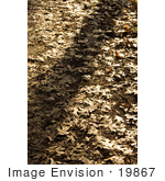 #19867 Stock Photography: Golden Sunlight Over Autumn Leaves On A Path
