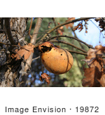 #19872 Stock Photography: Wasp Oak Gall Attached To An Oak Tree
