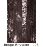 #203 Photograph Of Redwood Trees In A Forest