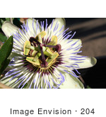 #204 Photo Of A Passion Flower