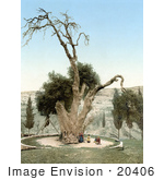 #20406 Historical Stock Photography Of The Oak Of Abraham Mamreh Hebron Holy Land West Bank