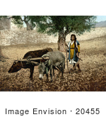 #20455 Historical Stock Photography Of Native Of Palestone Working With An Ox And A Mule In The Holy Land