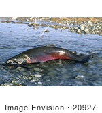 #20927 Stock Photography Of A Chinook Salmon (Oncorhynchus Tshawytscha)