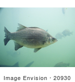 #20930 Stock Photography Of A White Bass Fish (Morone Chrysops)