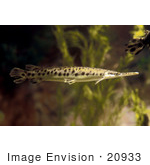 #20933 Stock Photography Of A Spotted Gar Fish (Lepisosteus Oculatus)