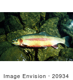 #20934 Stock Photography Of A California Golden Trout Fish (Oncorhynchus Mykiss Aguabonita)