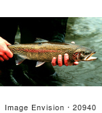 #20940 Stock Photography Of A Man’S Hands Holding A Redband/Rainbow Trout (Onchorhynchus Mykiss)