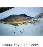 #20941 Stock Photography Of A Razorback Sucker Fish (Xyrauchen Texanus)