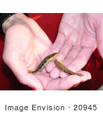 #20945 Stock Photography Of A Woman Holding Two Goldline Darter Fish