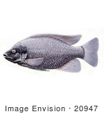 #20947 Clipart Image Illustration Of A Tilapia Cichlid Fish