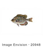 #20948 Clipart Image Illustration Of A Flier Fish (Centrarchus Macropterus)