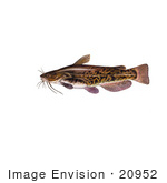 #20952 Clipart Image Illustration Of A Brown Bullhead Catfish (Ameiurus Nebulosus)