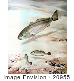 #20955 Clipart Image Illustration Of Channel Bass Fish Swimming