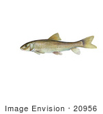 #20956 Clipart Image Illustration Of A Spotted Sucker Fish (Minytrema Melanops)