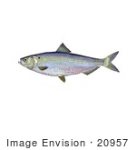 #20957 Clipart Image Illustration Of A Blueback Herring Fish (Alosa Aestivalis)