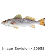 #20958 Clipart Image Illustration Of A Spotted Seatrout Fish (Cynoscion Nebulosus)