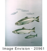 #20961 Clipart Image Illustration Of King Salmon Fish Swimming In Blue Waters
