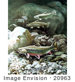 #20963 Clipart Image Illustration Of Brook Trout Fish Swimming On A Rocky Bottom