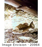 #20964 Clipart Image Illustration Of Smallmouth Bass Fish Swimming Underwater