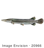 #20966 Clipart Image Illustration Of An Alligator Gar Fish (Atractosteus Spathula)