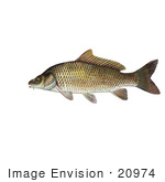 #20974 Clipart Image Illustration Of A Common Carp Or European Carp Fish (Cyprinus Carpio)