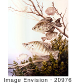 #20976 Clipart Image Illustration Of Black Crappie And White Crappie Fish Swimming