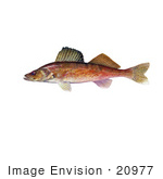 #20977 Clipart Image Illustration Of A Walleye Fish (Stizostedion Canadense)
