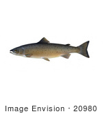 #20980 Clipart Image Illustration Of An Atlantic Salmon (Salmo Salar)