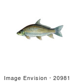 #20981 Clipart Image Illustration Of A Smallmouth Buffalo Fish (Ictiobus Bubalus)