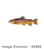 #20982 Clipart Image Illustration Of A Brown Trout Fish (Salmo Trutta)