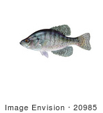 #20985 Clipart Image Illustration Of A White Crappie Fish (Pomoxis Annularis)