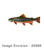 #20986 Clipart Image Illustration Of Brook Trout Fish (Salvelinus Fontinalis)