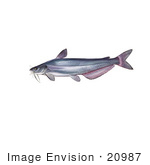 #20987 Clipart Image Illustration Of A Blue Catfish (Ictalurus Furcatus)