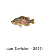 #20991 Clipart Image Illustration Of A Warmouth Fish (Lepomis Gulosus)