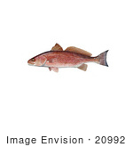 #20992 Clipart Image Illustration Of A Red Drum Fish (Sciaenops Ocellata)