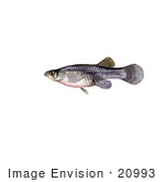 #20993 Clipart Image Illustration Of A Freshwater Mosquitofish (Gambusia Affinis)