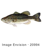 #20994 Clipart Image Illustration Of A Largemouth Bass Fish (Micropterus Salmoides)