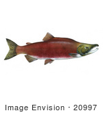 #20997 Clipart Image Illustration Of A Sockeye Salmon Fish (Oncorhynchus Nerka)