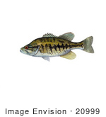#20999 Clipart Image Illustration Of A Suwannee Bass Fish (Micropterus Notius)